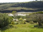 Treheyl, Pentire #47