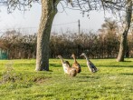 Bramley, Apple Tree Glamping #17